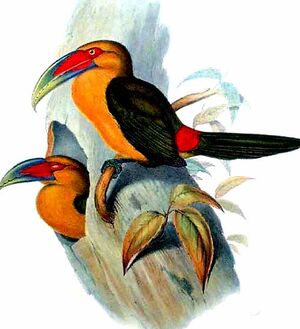 Toucan de Baillon