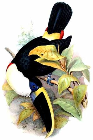 Cuvier's Toucan