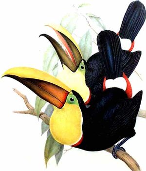 Toucan tocard