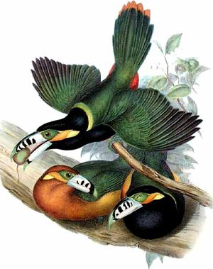 Toucanet � bec tachet�