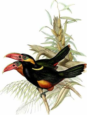 Tawny-tufted Toucanet