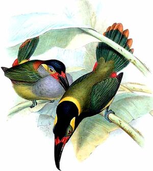 Toucanet koulik