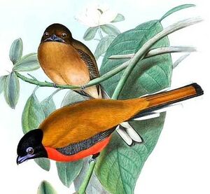 Trogon cannelle