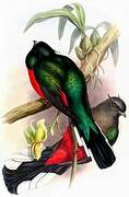 Eared Quetzal