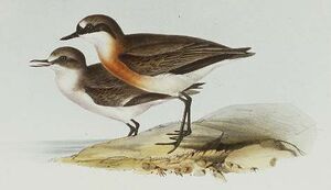Turnix � poitrine rousse