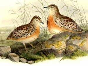 Kurrichane Buttonquail