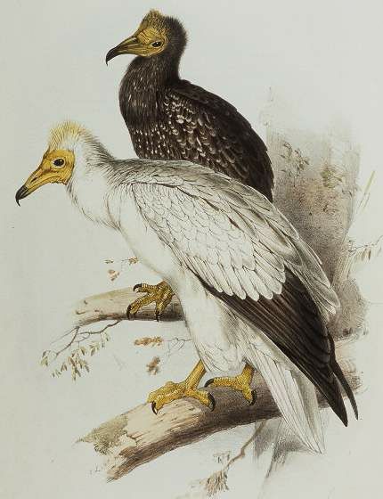 Vautour percnoptère - Neophron percnopterus