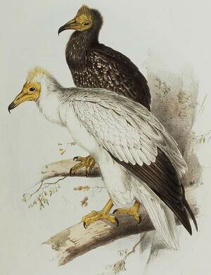 Vautour percnoptère