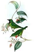 Lesser Green Leafbird