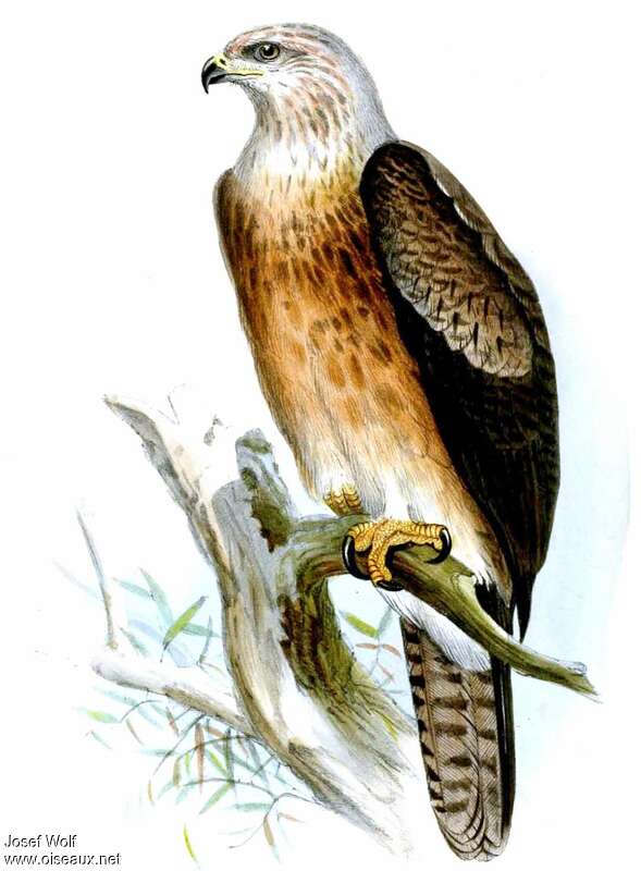 Gurney's Eagle