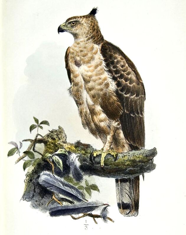 Wallace's Hawk-Eagle