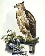 Wallace's Hawk-Eagle
