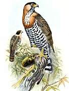 Grey-bellied Hawk