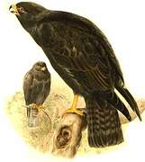 Short-tailed Hawk