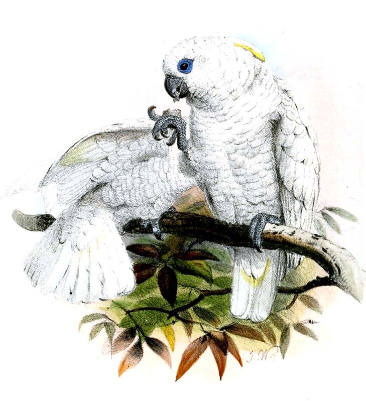 Solomons Cockatoo