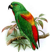 Moluccan Hanging Parrot