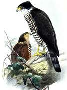 Semicollared Hawk