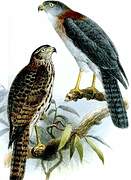Rufous-necked Sparrowhawk