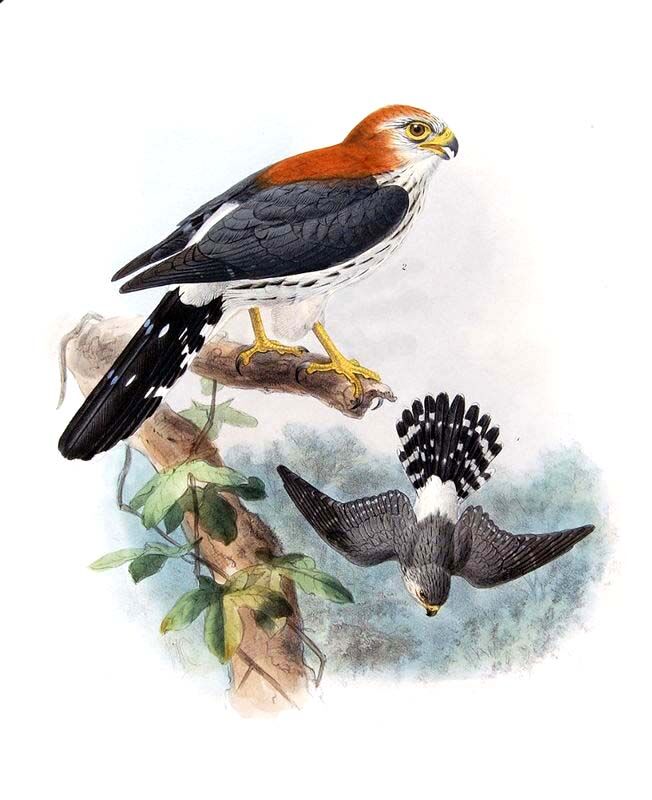 White-rumped Falcon