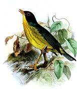 Yellow-throated Nightingale-Thrush
