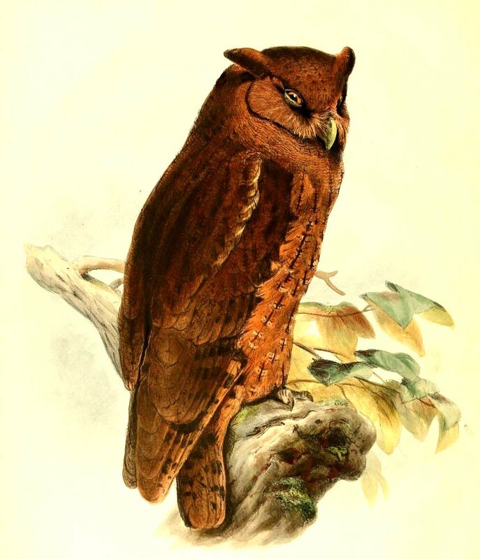 Tawny-bellied Screech Owl