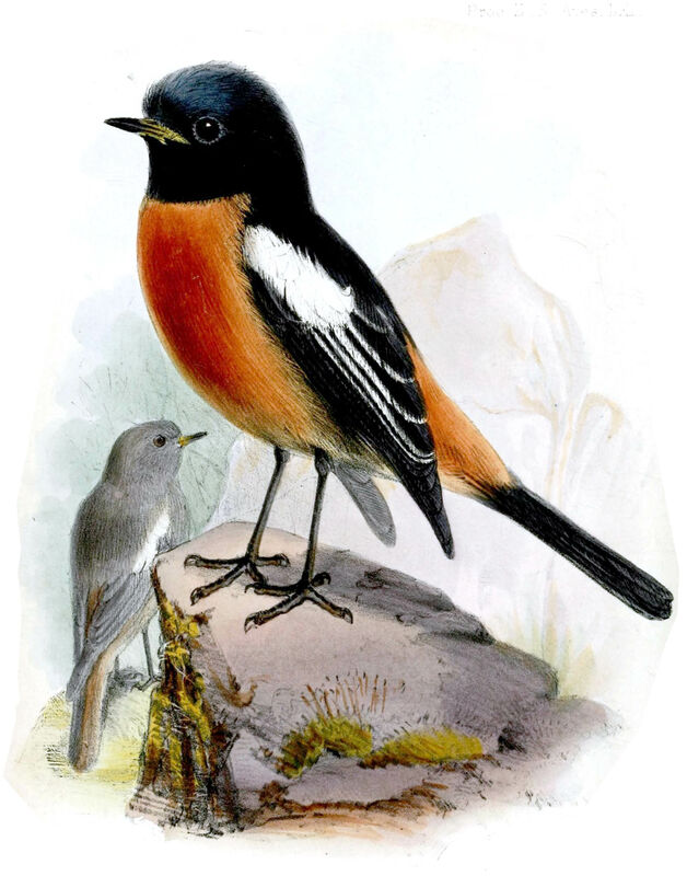 White-throated Redstart