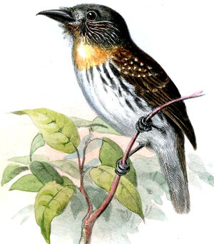White-whiskered Puffbird