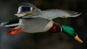 Canard colvert 
&copy; Joseph Simard