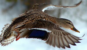 Canard colvert 
&copy; Joseph Simard