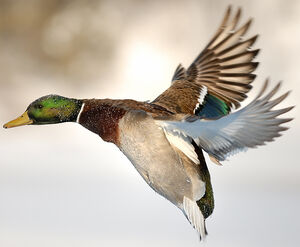 Canard colvert