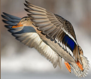 Canard colvert 
&copy; Joseph Simard