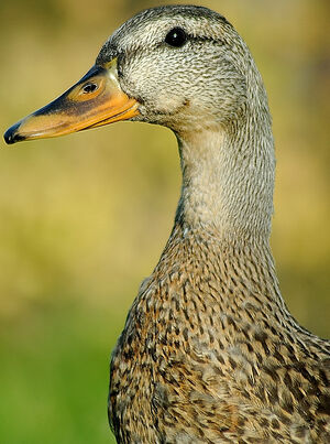 Canard colvert
