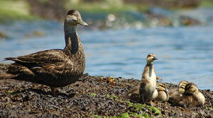 American Black Duck 
&copy; Joseph Simard