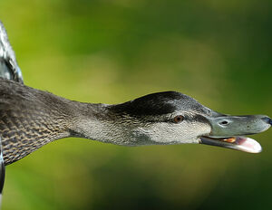 American Black Duck 
&copy; Joseph Simard