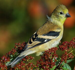 American Goldfinch