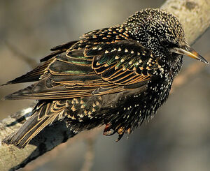 Common Starling