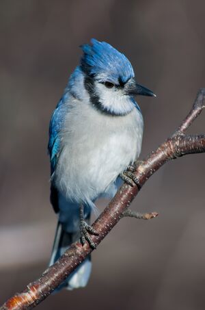Blue Jay
