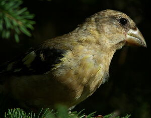 Grosbec errant