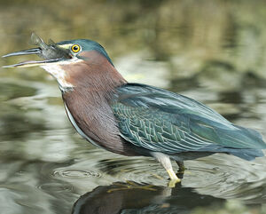 Green Heron