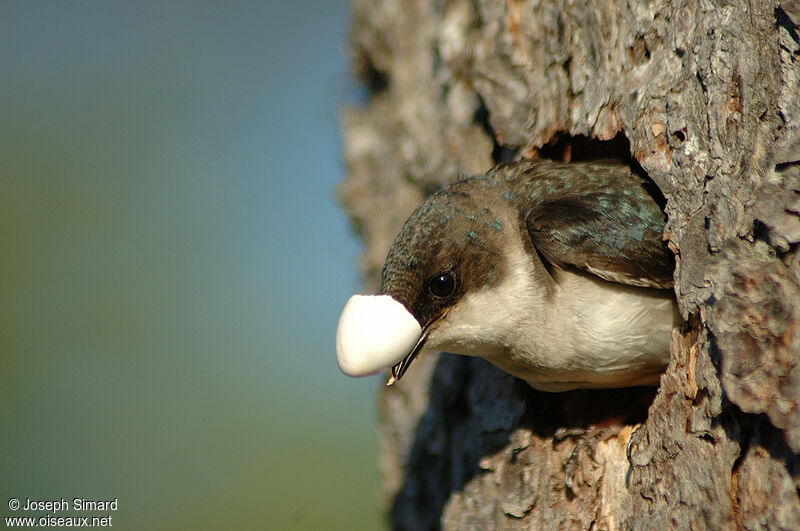 Tree Swallow female