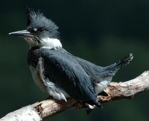 Belted Kingfisher