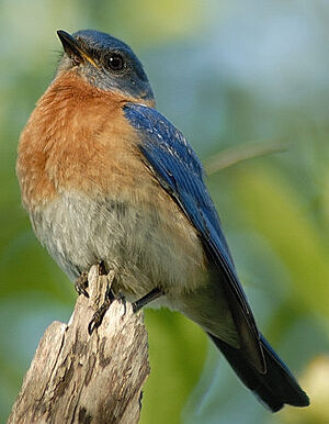 Eastern Bluebird