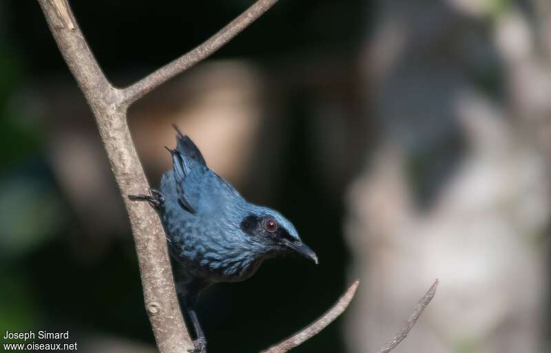 Moqueur bleu, identification
