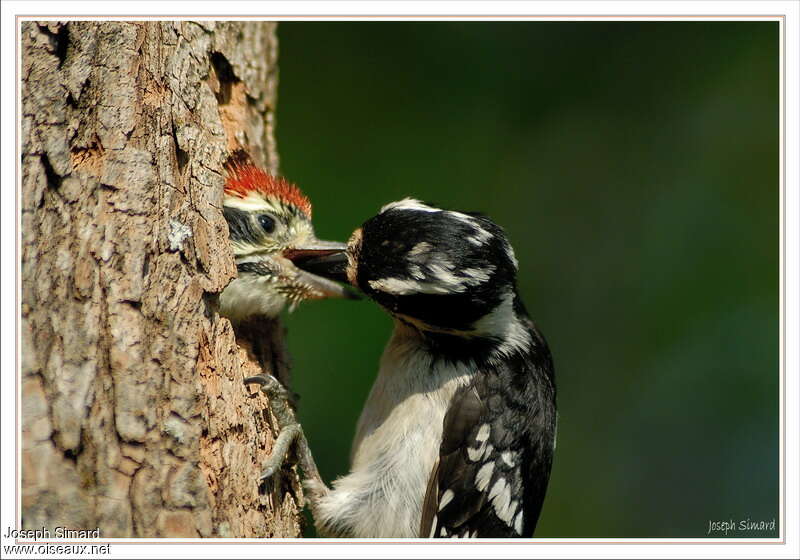 Downy Woodpecker, eats, Reproduction-nesting