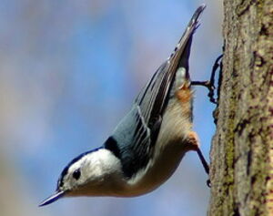 White-breasted Nuthatch