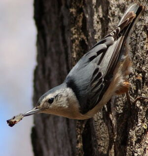 White-breasted Nuthatch