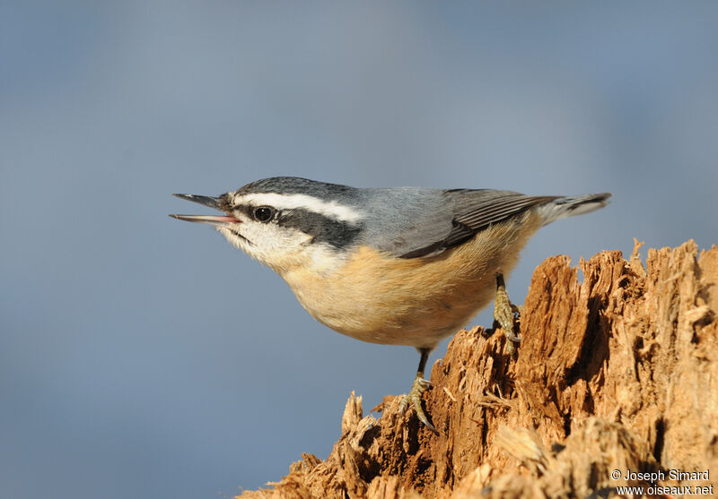Red-breasted Nuthatch, song