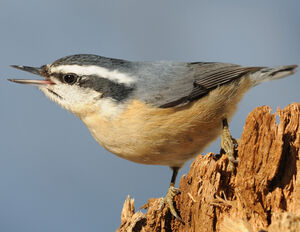 Red-breasted Nuthatch