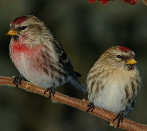 Common Redpoll