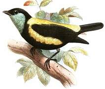 Straw-backed Tanager